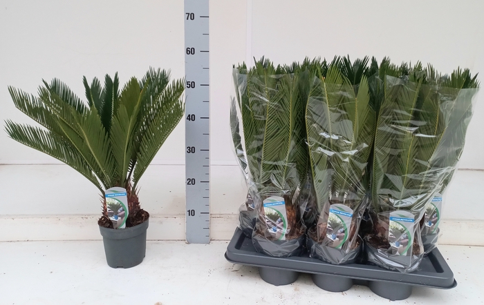 <h4>CYCAS REVOLUTA</h4>