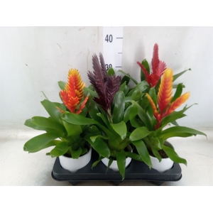 Vriesea   ...mix