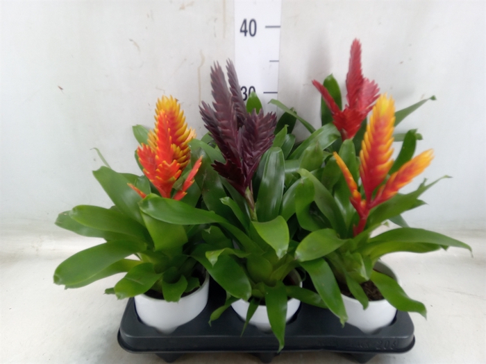<h4>Vriesea   ...mix</h4>