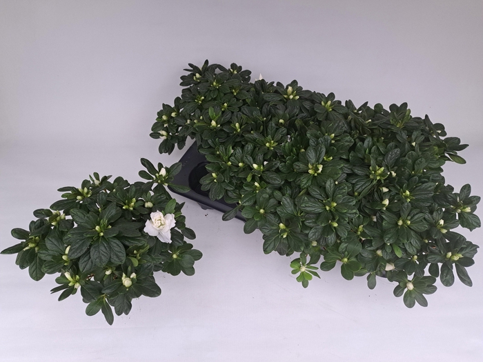 <h4>RHODO SI OV</h4>