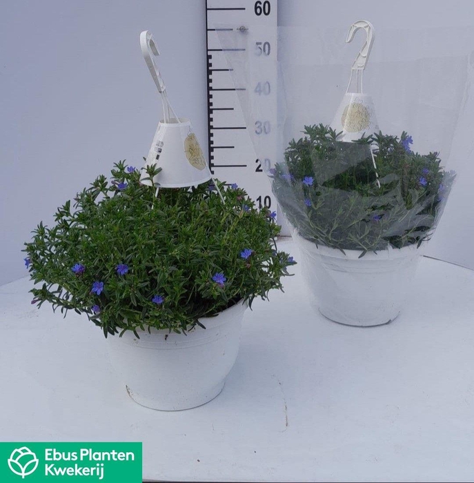 <h4>GLANDO DIF HEAVEN BL</h4>