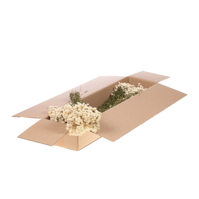 <h4>Achillea Ptarmica Sb Natural White</h4>