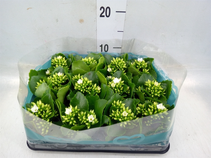 <h4>Kalanchoe blos.   ..</h4>