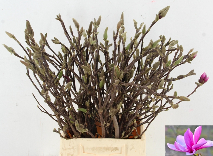 <h4>MAGNOLIA SUSAN PER STEM 050CM</h4>