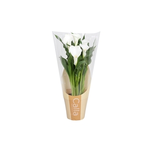 Zantedeschia Crystal Blush Calla wit in bedrukte hoes