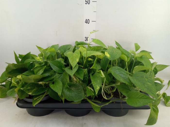 <h4>Scindapsus   ...</h4>