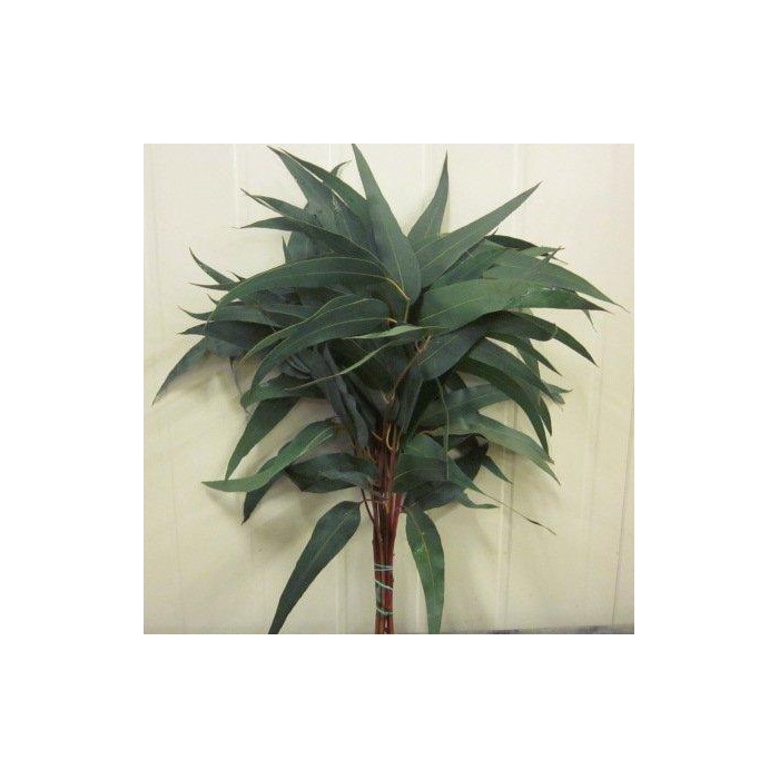 <h4>EUC. VICTORIA / Lancet</h4>