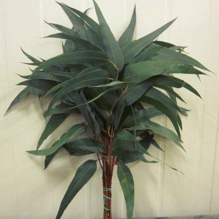 <h4>EUC. VICTORIA / Lancet</h4>