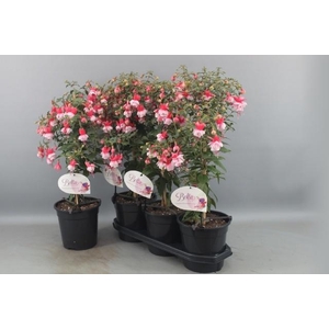 FUCHSIA OV