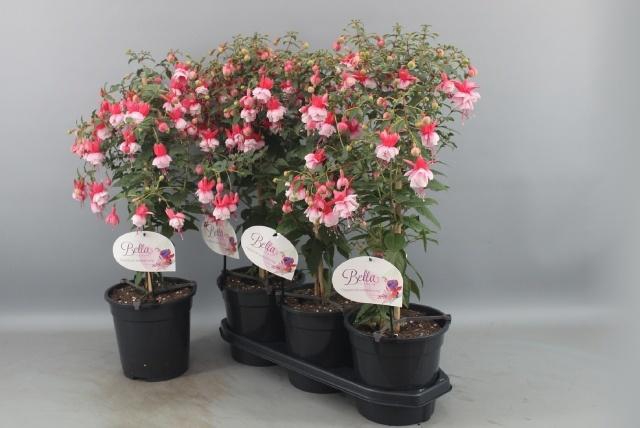 <h4>FUCHSIA OV</h4>