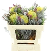 Kaaps Bouquet Pincushion Single