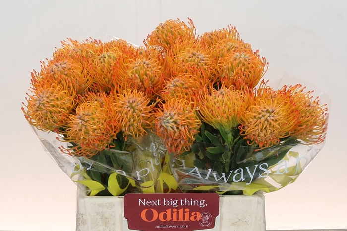 <h4>Nutans Ayoba Sun</h4>