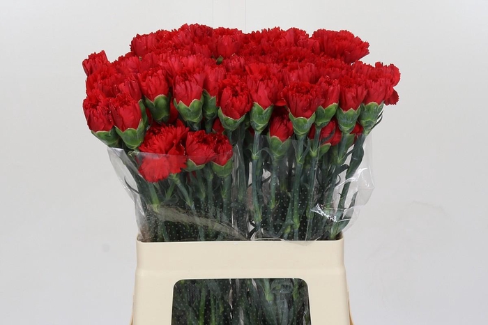 <h4>Dianthus St Turbo</h4>