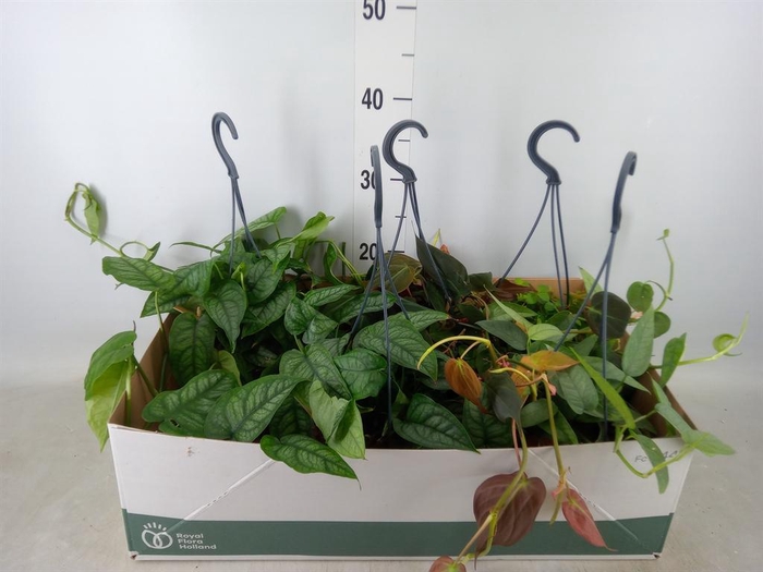 <h4>Planten  ..mix</h4>