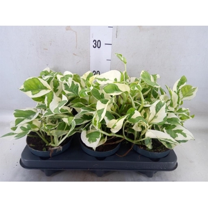 Epipremnum pinn. 'NJoy'