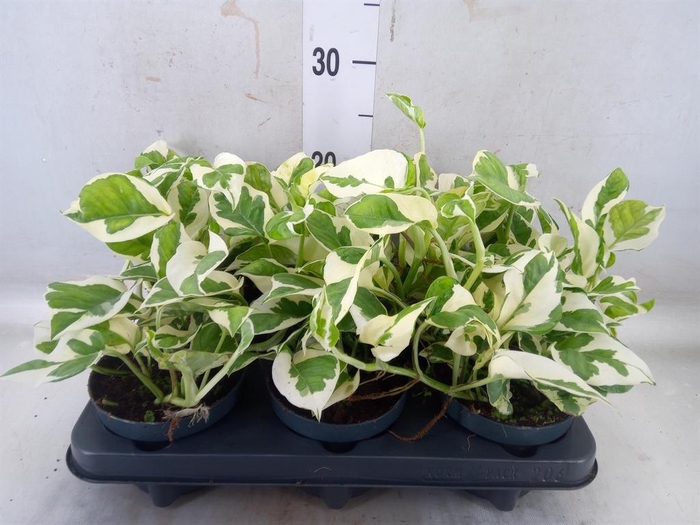 <h4>Epipremnum pinn. 'NJoy'</h4>