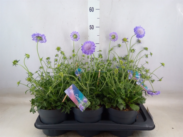 <h4>Scabiosa columb. 'Butterfly Blue'</h4>