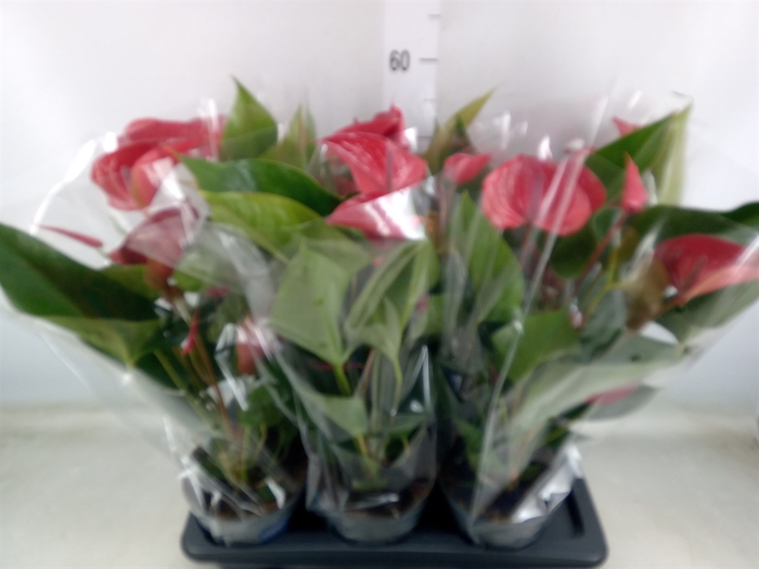 <h4>Anthurium andr. 'Karma Dark Red'</h4>