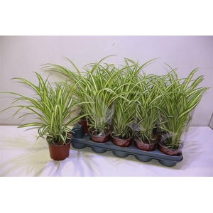 Chlor Com Variegatum