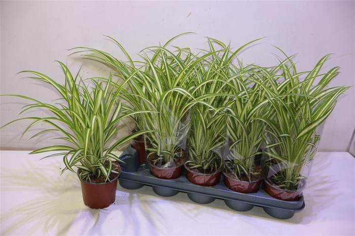 <h4>arr8 Chlor Com Variegatum</h4>