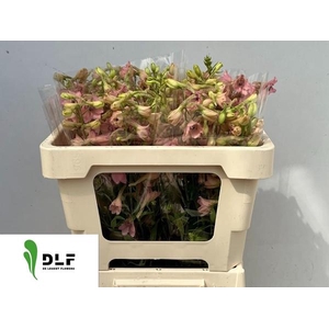DELPH EN PINK SENSAT