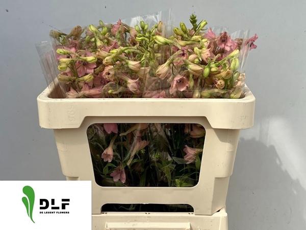 <h4>DELPH EN PINK SENSAT</h4>