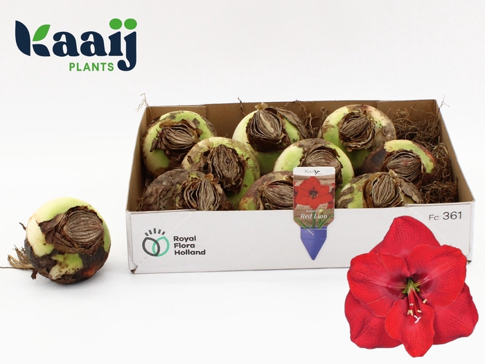 <h4>BLOEMBOL HIPPEASTRUM</h4>