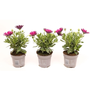 Osteospermum Violet