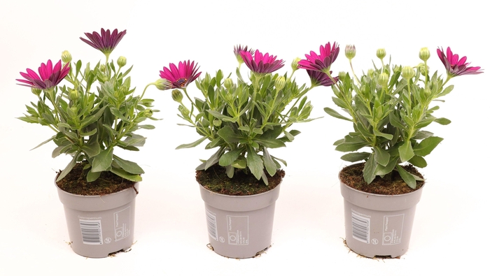 <h4>Osteospermum Violet</h4>