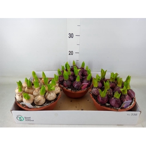 Hyacinthus orie. 'Pearl'  ...mix  3