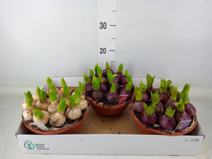 <h4>Hyacinthus orie. 'Pearl'  ...mix  3</h4>