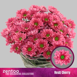 Chr. Tr 'ResQ Cherry'