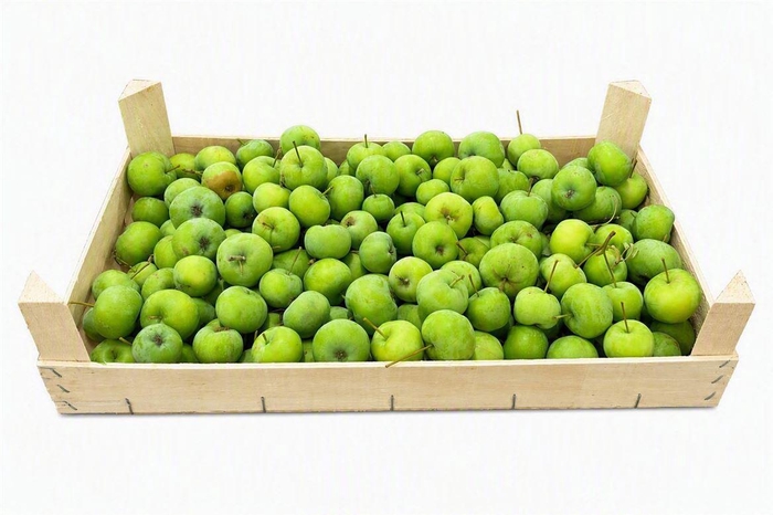 <h4>Sier Malusappel Flat Green P Box</h4>