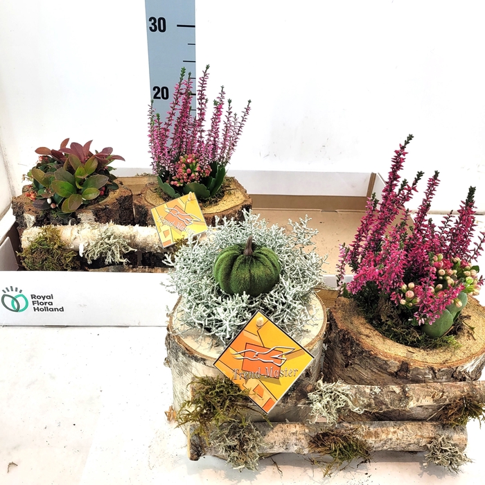 <h4>ARR TUINPLANTEN</h4>