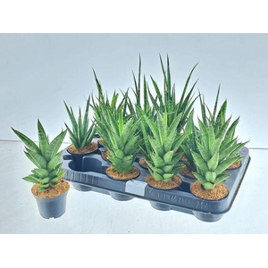 !! PROMO !! SANSEVERIA MIX P7