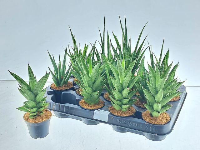 <h4>!! PROMO !! SANSEVERIA MIX P7</h4>