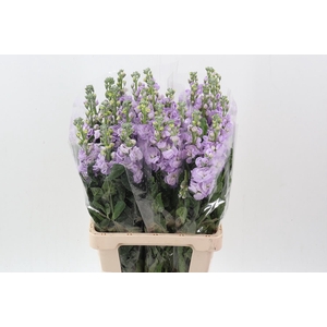 Matth Phantom Lavendel