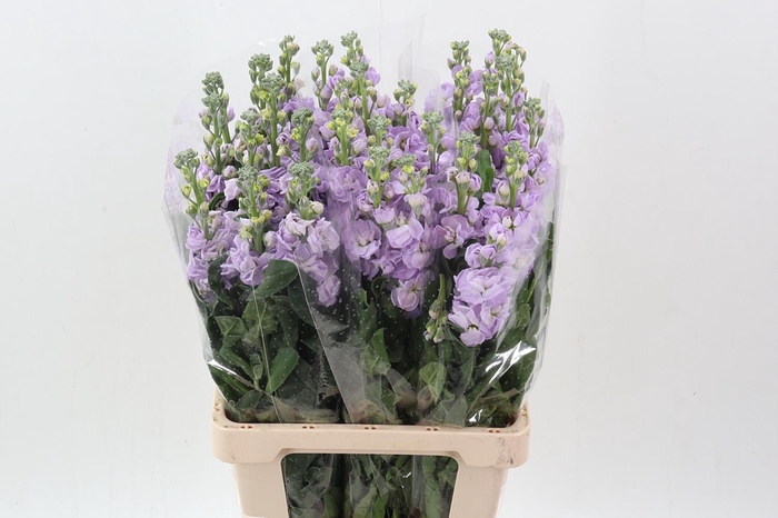 Matth Phantom Lavendel