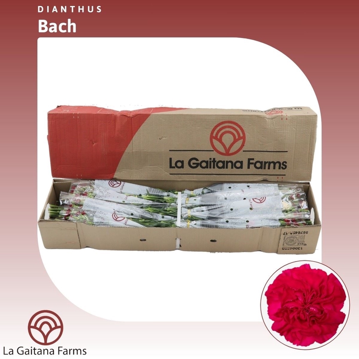 <h4>Dianthus St Bach</h4>