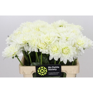 Dahlia Karma M. Zwaan