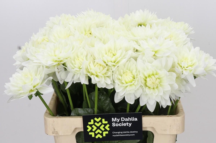 <h4>Dahlia Karma M. Zwaan</h4>