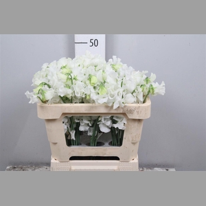 Lathyr Wi Suns White