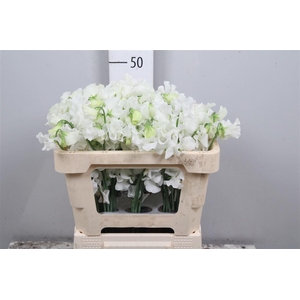 Lathyr Wi Suns White