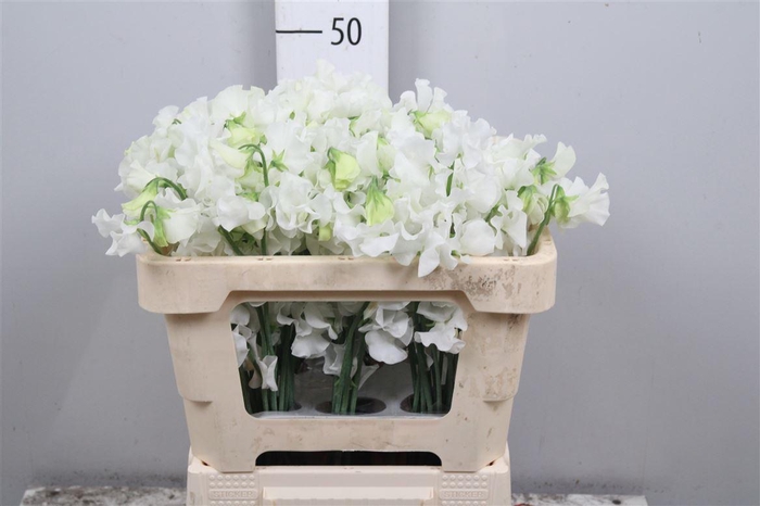 <h4>Lathyr Wi Suns White</h4>