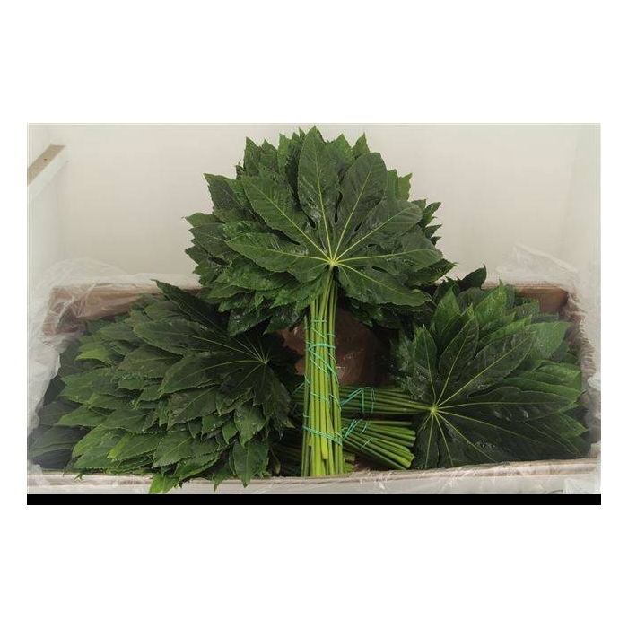 <h4>FATSIA JAPONICA BLAD</h4>