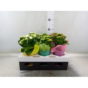 Arr.   Planten L%