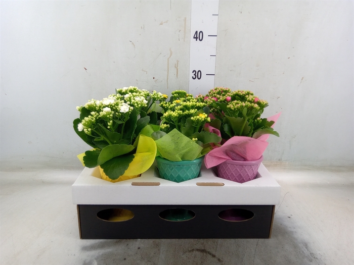 <h4>Arr.   Planten L%</h4>