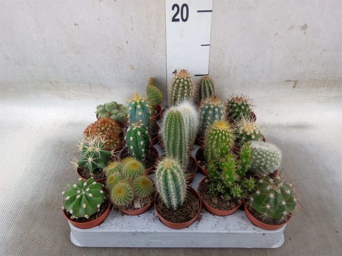 <h4>Cactus   ...mix</h4>