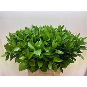 RUSCUS HYPOPHYLLUM