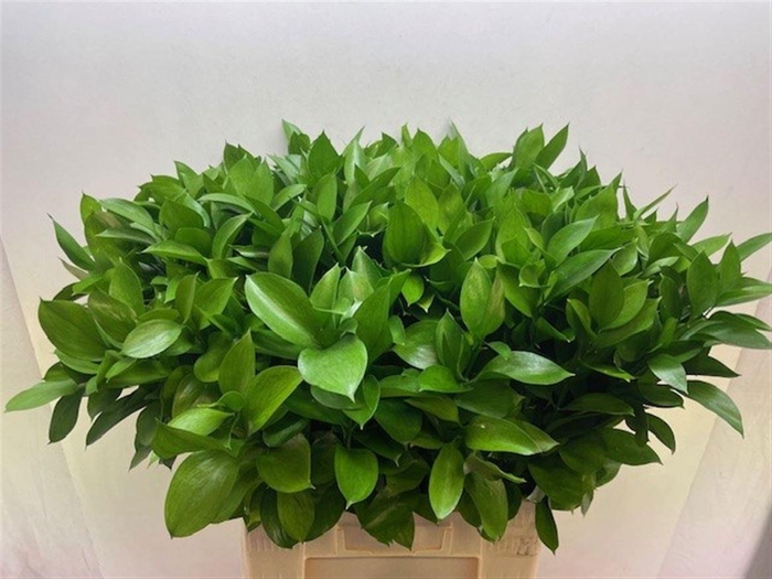 <h4>RUSCUS HYPOPHYLLUM</h4>